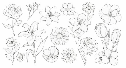 Floral line art drawing of roses lilies tulips and daisies for botanical illustration and design projects
