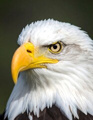 Obraz premium Close-up of an eagle's head