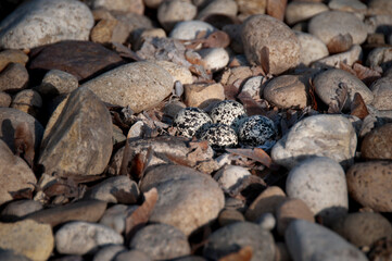 Killdeer birds are a ground nesting species and this is one of the variety of nests normally found.