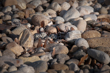 Killdeer birds are a ground nesting species and this is one of the variety of nests normally found.