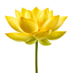 Yellow lotus flower close up