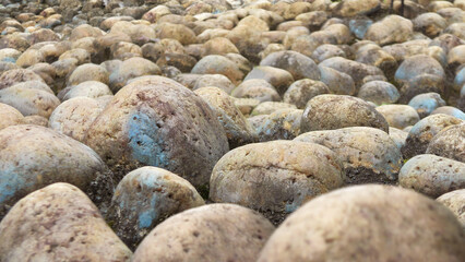 Closeup of rough cobblestones spread across the ground