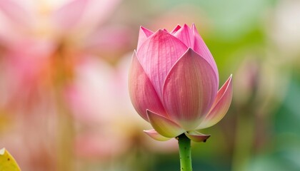 Fototapeta premium Lotus flower blooming in nature close-up photography tranquil garden scene soft focus background