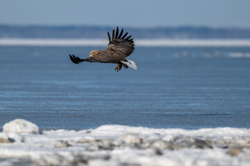 北海道・風蓮湖で獲物を掴むオジロワシ / White-tailed Eagle Catching Prey at Lake Furen, Hokkaido