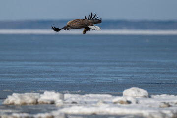 北海道・風蓮湖で獲物を掴むオジロワシ / White-tailed Eagle Catching Prey at Lake Furen, Hokkaido
