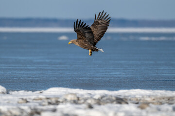 北海道・風蓮湖で獲物を掴むオジロワシ / White-tailed Eagle Catching Prey at Lake Furen, Hokkaido