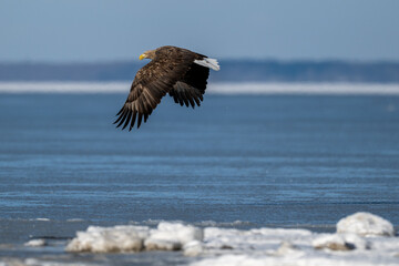 北海道・風蓮湖で獲物を掴むオジロワシ / White-tailed Eagle Catching Prey at Lake Furen, Hokkaido