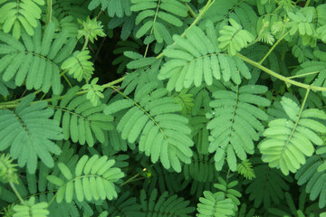Mimosa pudica or sensitive plant, a sensitive plant with thick leaves, sensitive plants will close their leaves as a defense