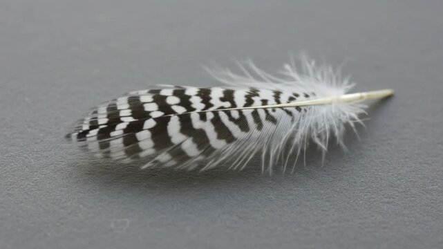 Close up of a feather with black and white patterns lying on a gray surface in soft lighting