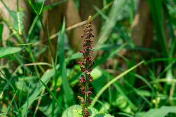 Close-up of a tall, slender plant with a vibrant, reddish-brown flower spike, amidst green foliage