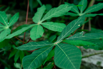 Close-up of a tall, slender plant with a vibrant, reddish-brown flower spike, amidst green foliage