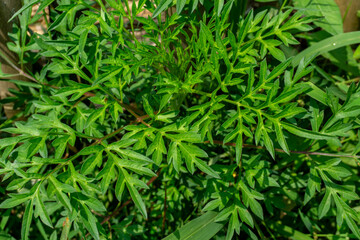 Close-up of vibrant green cosmos leaves