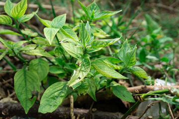Close-up of vibrant green plant with variegated leaves in natural light