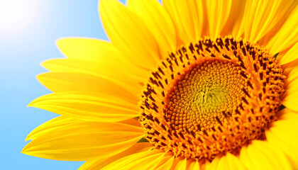 Sunflower close-up with bright yellow petals, clear blue sky background