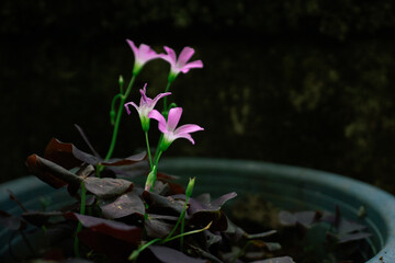 Purple Shamrock Flowers in a Pot