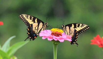 Obraz premium Yellow swallowtail butterfly on a flower closeup. Butterfly on a violet flower. Close-up of butterfly pollinating on flower. Two monarch butterflies feeding on a pink cone flower. 