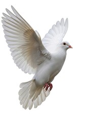 Fototapeta premium Elegant White Dove Ascending with Open Wings Against Clear Background