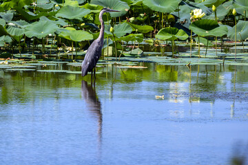 great blue heron