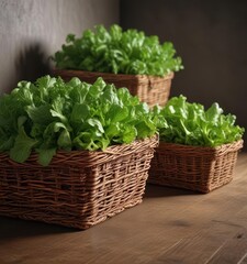 Naklejka premium Crisp green lettuces overflowing from rustic wicker baskets , healthy, texture