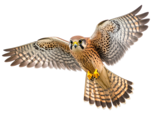 common buzzard buteo