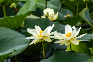 white water lily