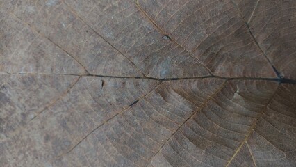 Fototapeta premium Close-up detail of underside of dried leaf that survived a cold winter. Brown Dry Leaf Macro Texture, Background