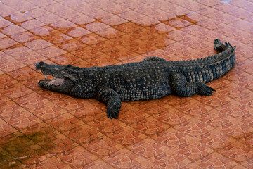 Crocodile close capture