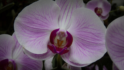 Sensual Moth Orchid