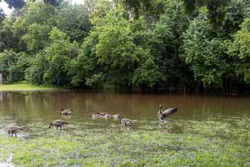 geese on the lake