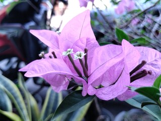 The charm of the soft purple bougainvillea flower with thin, paper-like petals, exudes a calming...