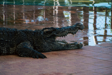 Crocodile close capture