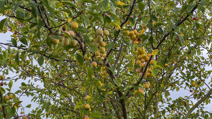 The branches of a fruit tree heavily laden with an abundant harvest of ripe yellow Mirabelle plums...