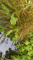 Top-down view of the lush, wild plants, reeds, and grasses growing on the bank at the edge of a tranquil pond