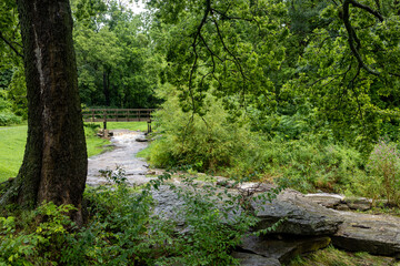 Fototapeta premium stream in the forest