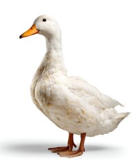 Obraz premium A white duck in profile, with clean feathers. Useful for educational posters or farm product packaging.