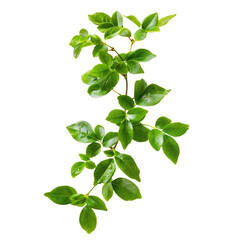 Close-up of a vibrant green leafy vine branch