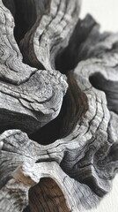 Close-up of weathered, textured wood