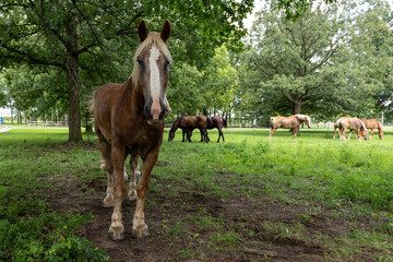 horses in a meadow