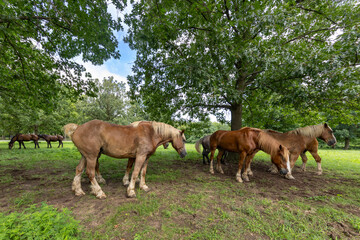 horses in the meadow