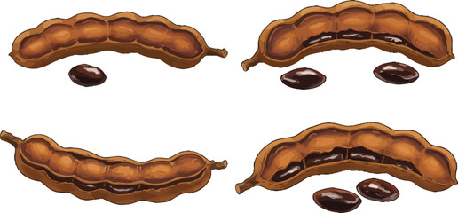 Tamarind illustration showing ripe pods and seeds for culinary purposes