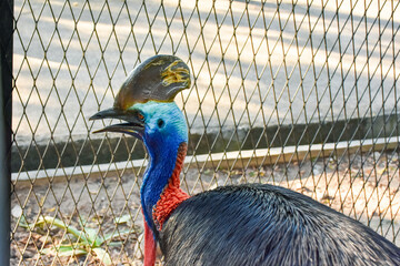 This is a Southern Cassowary. Like many of Australia's animals it is weird, wonderful and potentially lethal. The bird weighs as much as 85kg, stands almost 2m tall and has a 12cm claw on each foot.