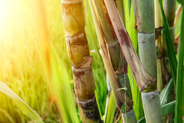 Fototapeta premium Yellow sugar cane plant or saccharum officinarum which displays sugar cane stalks containing fresh sugar cane juice which is the raw material for making granulated sugar