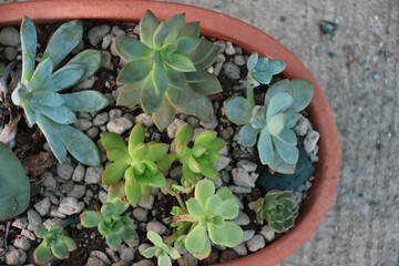Little cactus on small pot, plant for decoration. Beautiful blooming cactus, selective focus blurred green nature background. Hobby during work from home concept.