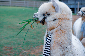 Alpaca stay in farm and alpaca eating grass.
