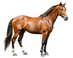 Obraz premium horse free isolated on white background PNG , AI GENERATED