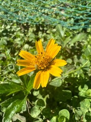 yellow flower with water drops