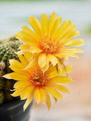 Beautiful blooming cactus, selective focus blurred green nature background. Hobby during work from home concept