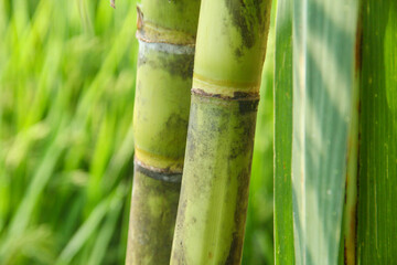 Yellow sugar cane plant or saccharum officinarum which displays sugar cane stalks containing fresh...