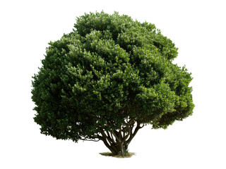 Fototapeta premium Lush green rounded shrub with textured foliage and visible trunk plant nature, Isolated, Png Transparent Background