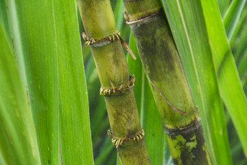 Fototapeta premium Yellow sugar cane plant or saccharum officinarum which displays sugar cane stalks containing fresh sugar cane juice which is the raw material for making granulated sugar